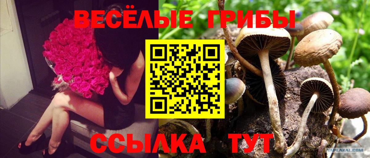 Галлюциногенные грибы Cubensis Свободный